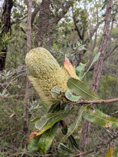 Banksia en scie