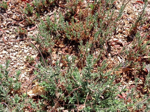 Hairy Willowherb (Epilobium hirtigerum)