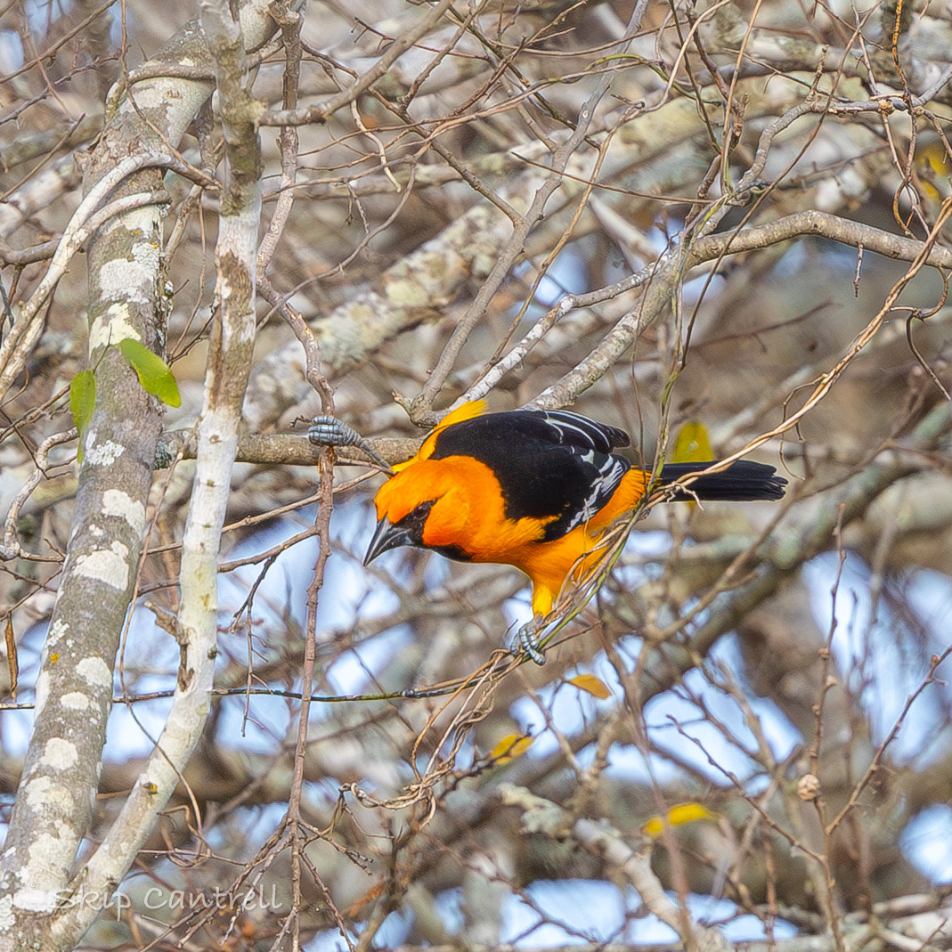 Altamira Oriole (Icterus gularis), photo 7