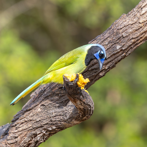 Green Jay (Cyanocorax yncas), photo 5