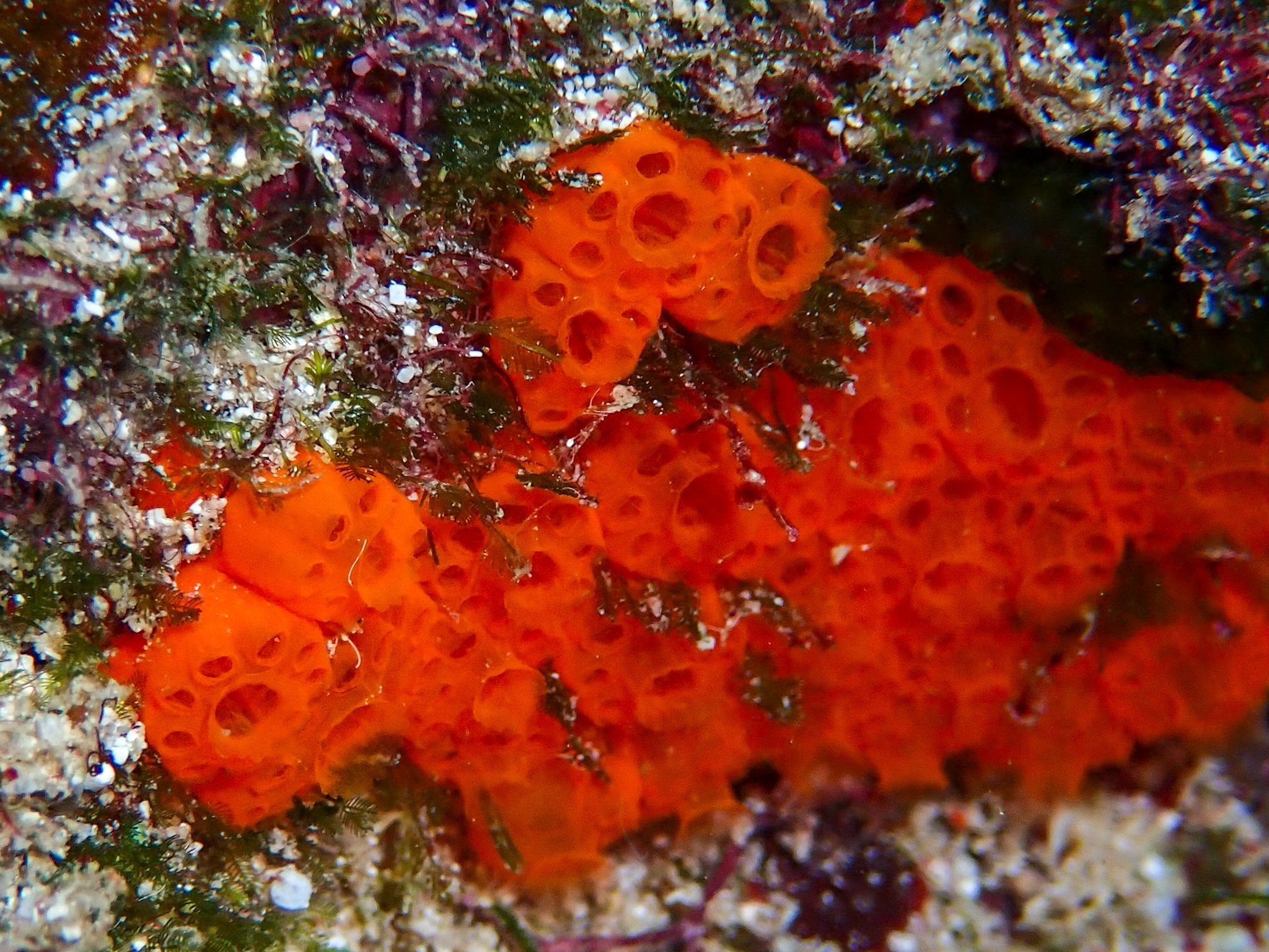 Distaplia corolla Monniot F., 1974