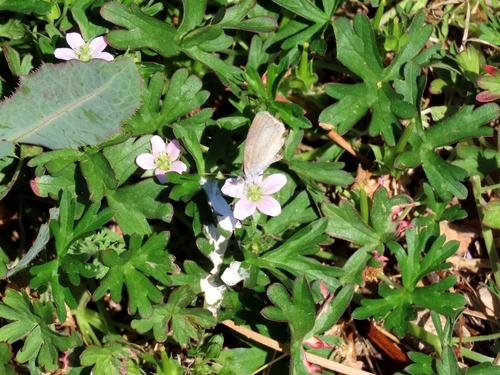 Hairy geranium