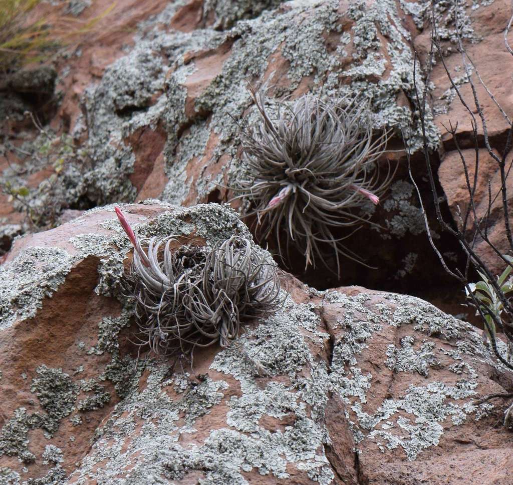 Tillandsia curvifolia