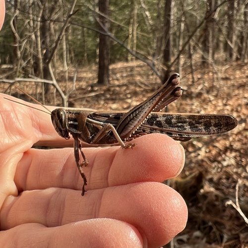 American bird grasshopper