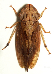 Stenocotis depressa
