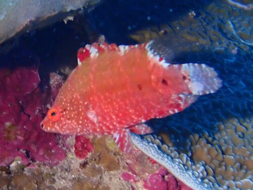 Point-head maori (Cheilinus oxycephalus) — Labridae