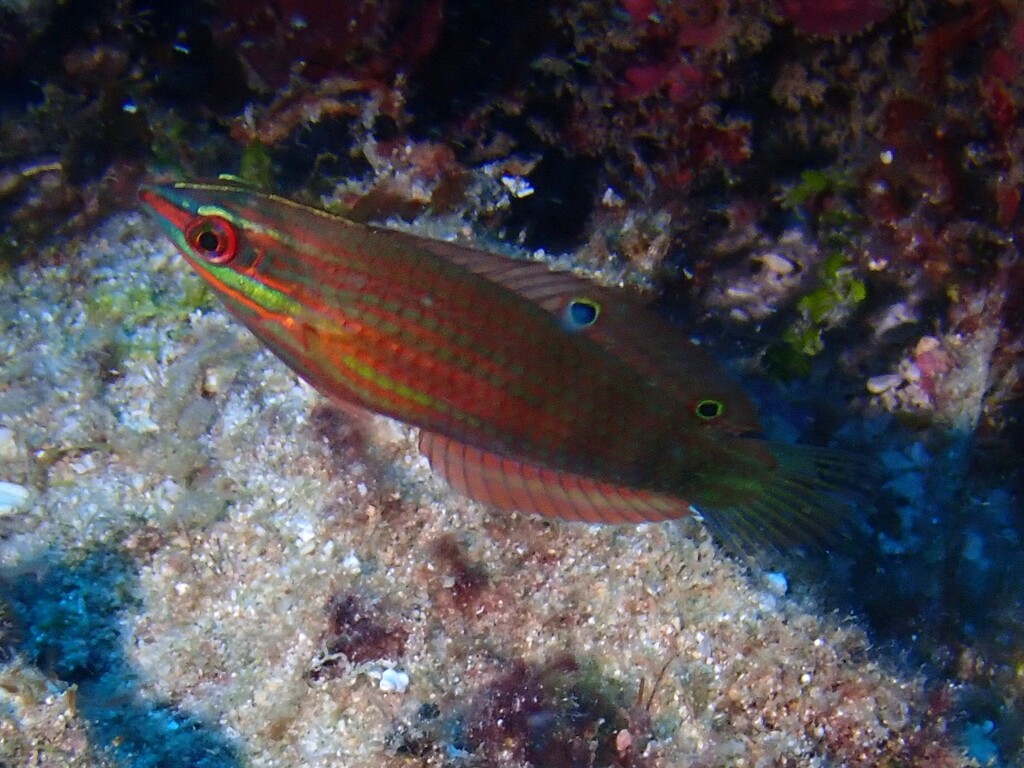 Biocellate wrasse (Halichoeres biocellatus) — Labridae