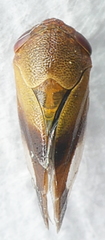 Machaerotidae