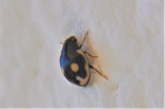 Hyperaspis undulata