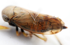 Neotartessus flavipes