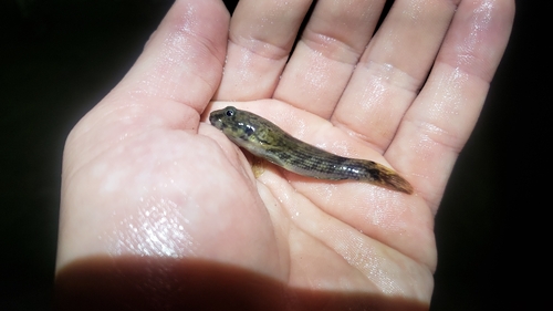 Andre's frillfin (Bathygobius andrei) — Gobiidae — 5