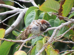 Passer domesticus