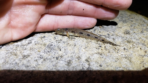 Longtail goby (Ctenogobius sagittula) — Gobiidae — 3