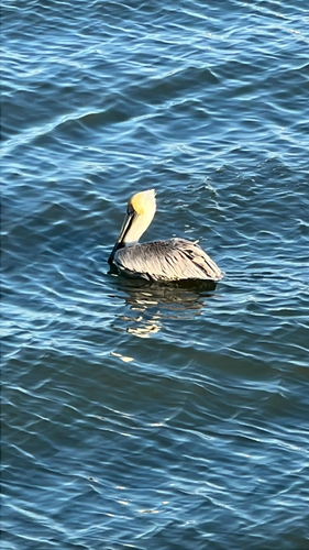 Brown Pelican
