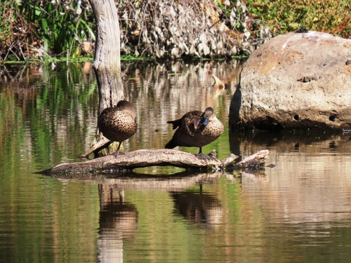 Grey Teal (Anas gracilis), photo 7