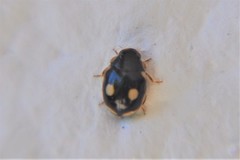 Hyperaspis undulata