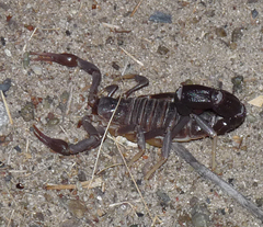 Parabuthus granulatus