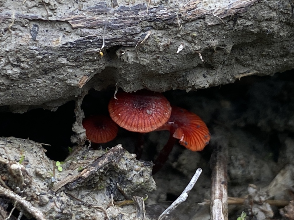 Cruentomycena viscidocruenta · January 2026 · photo: © bryn98283 (iNaturalist, cc0)