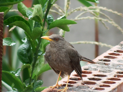 Turdus chiguanco