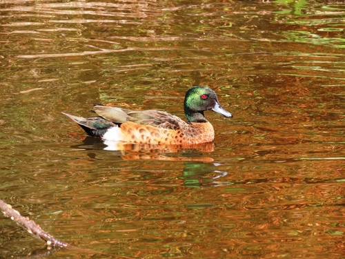 Chestnut Teal (Anas castanea), photo 7