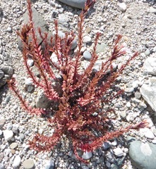 Epilobium melanocaulon