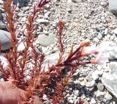 Epilobium melanocaulon
