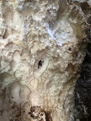 Paraphrynus raptator