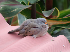 Columbina cruziana