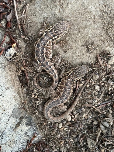 iNaturalist observation photo of Common Side-blotched Lizard