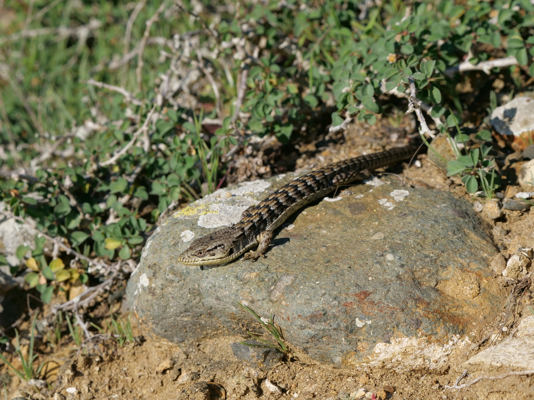 Elgaria multicarinata webbii (Baird, 1859)