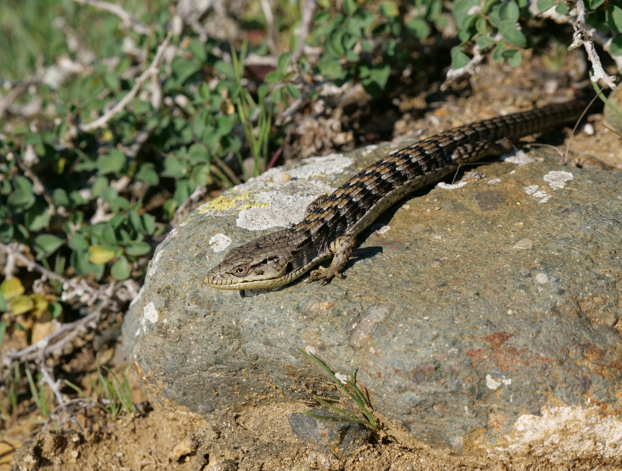 Elgaria multicarinata webbii (Baird, 1859)