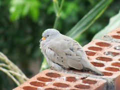 Columbina cruziana