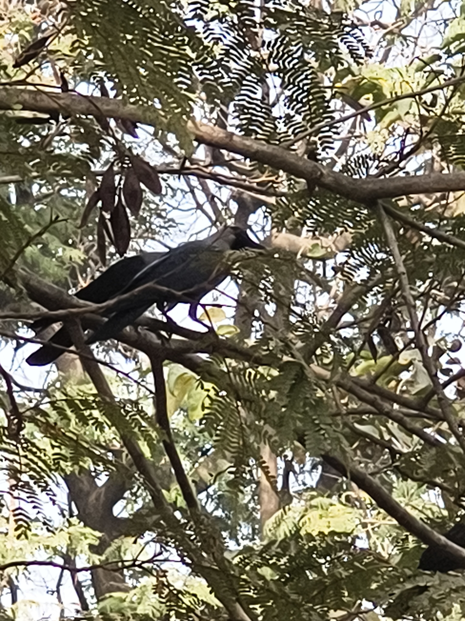 House Crow (Corvus splendens), photo 10