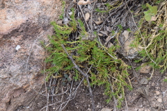 Arenaria lycopodioides
