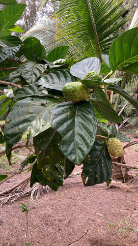 Morinda citrifolia observed 2026-01-22
