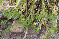 Arenaria lycopodioides