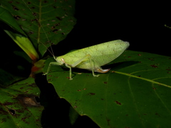Chondroderella borneensis