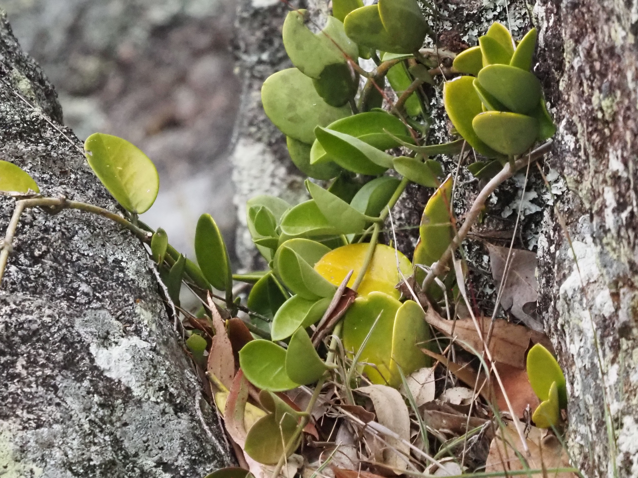 Wax plant