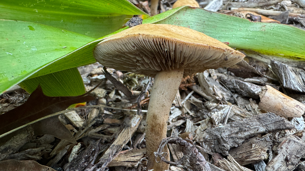 Agrocybe putaminum · January 2026 · photo: © frankashwood (iNaturalist, cc-by)