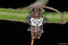 Pogonocherus hispidulus