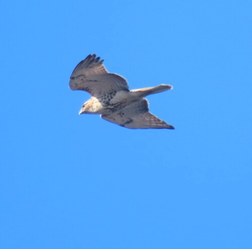 Red-tailed Hawk