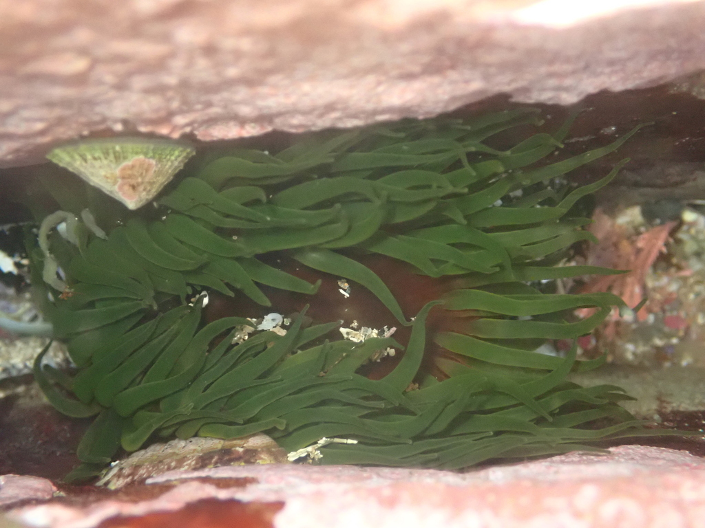 Snake Lock Breeding Green snakelock anemone from Central Coast NSW, Australia on January 21 ...