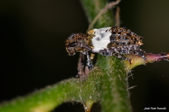 Pogonocherus hispidulus