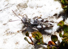 Phaulacridium otagoense