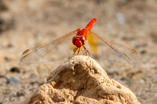 Scarlet Percher