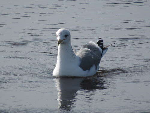 California Gull (Larus californicus), photo 4