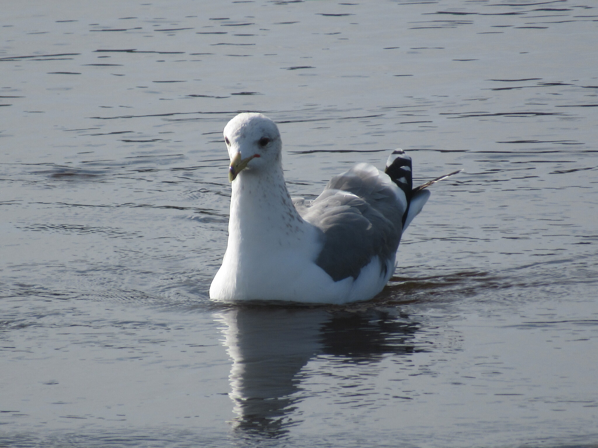 California Gull (Larus californicus), photo 2