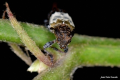 Pogonocherus hispidulus
