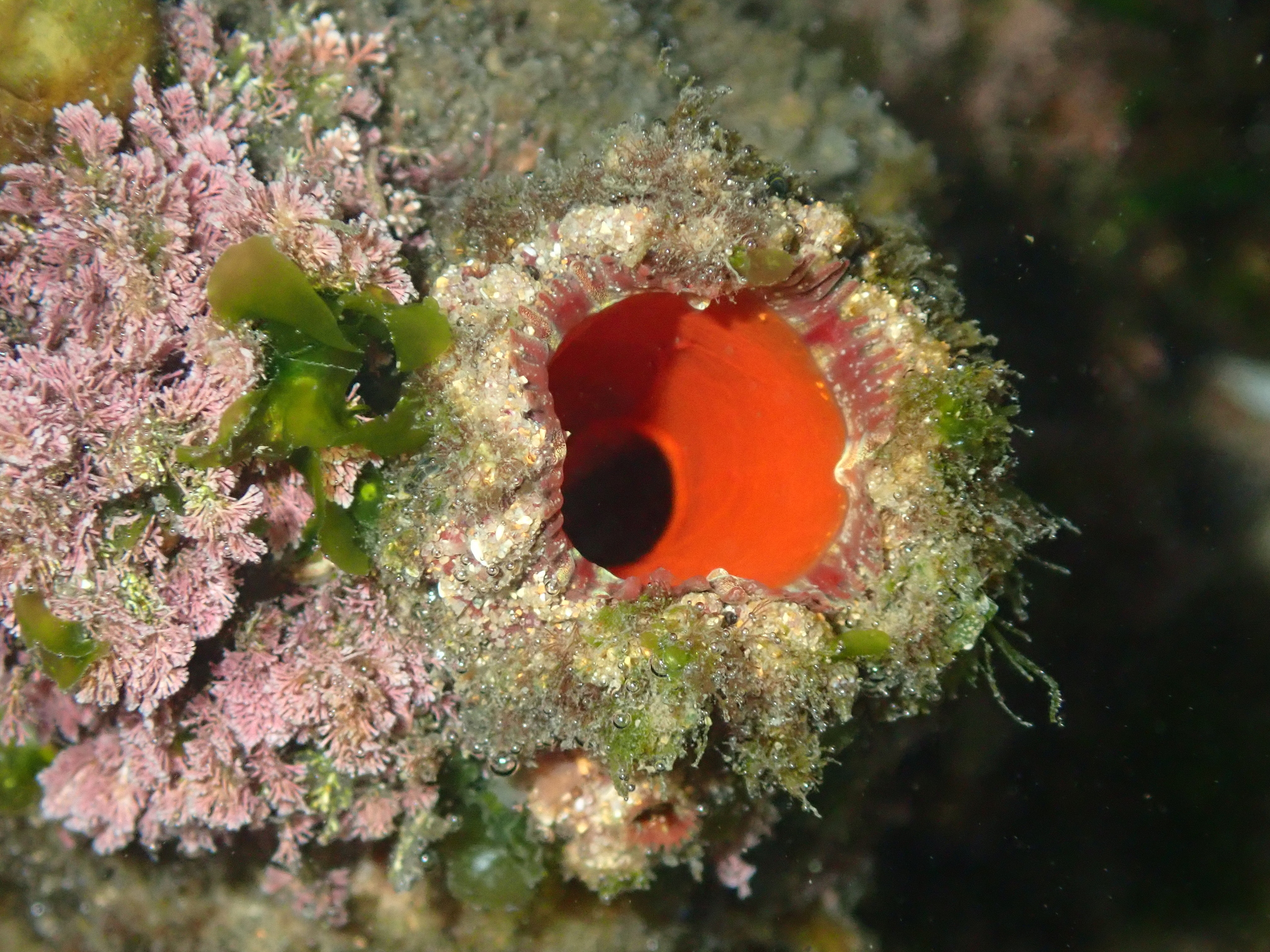 Pyura praeputialis (Heller, 1878)