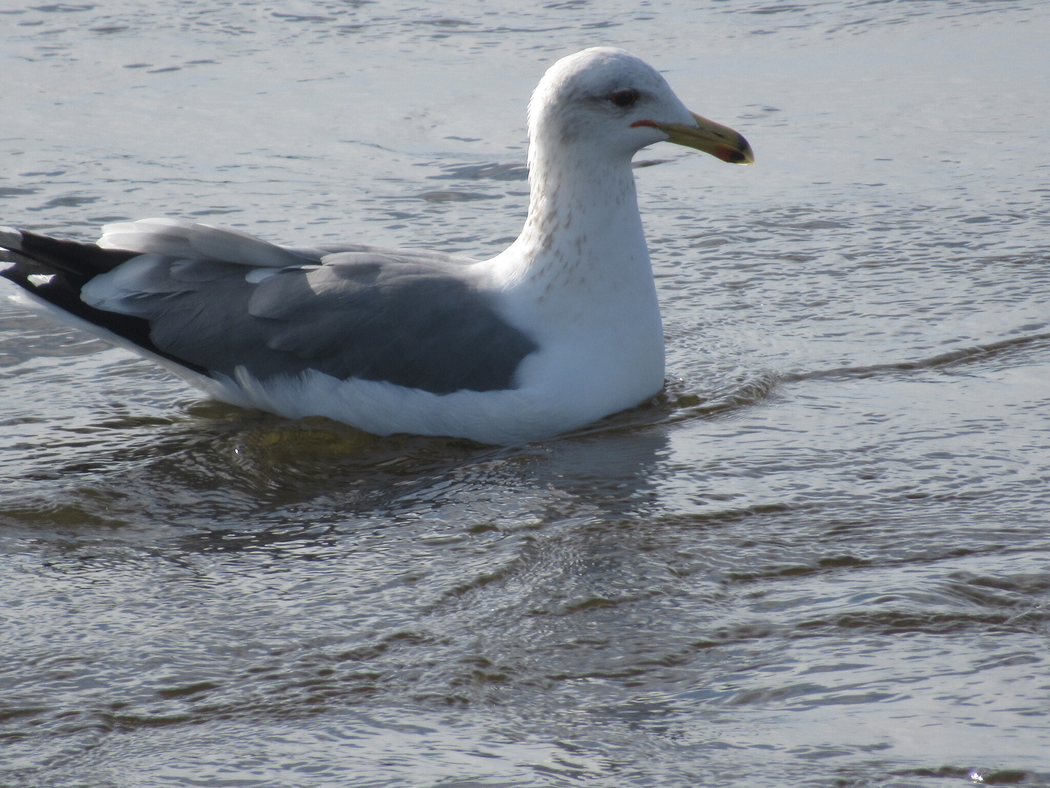 California Gull (Larus californicus), photo 3